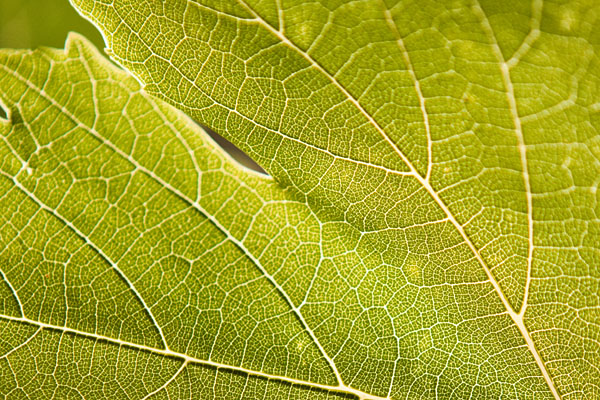 grape vine leaf detail