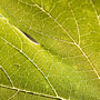 grape vine leaf detail