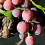 grapes