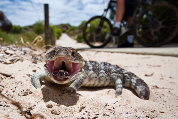 bobtail