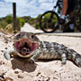 bobtail (family holiday at Port Kennedy)