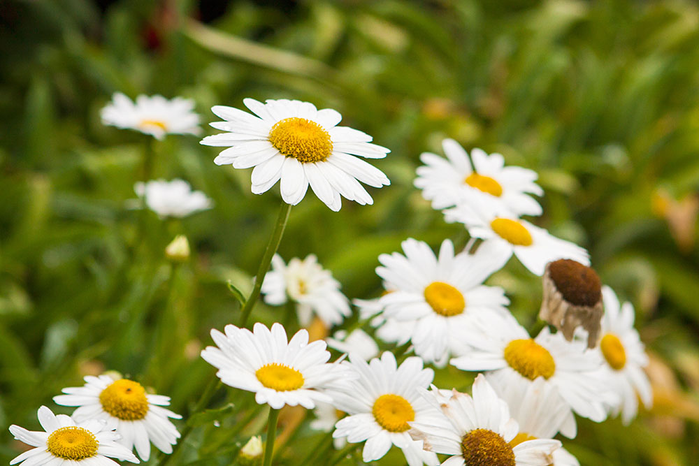 daisies