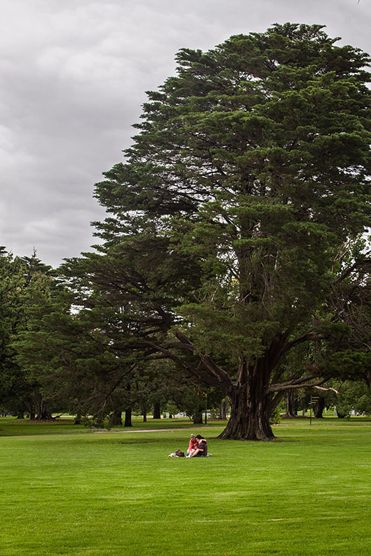 love under the tree