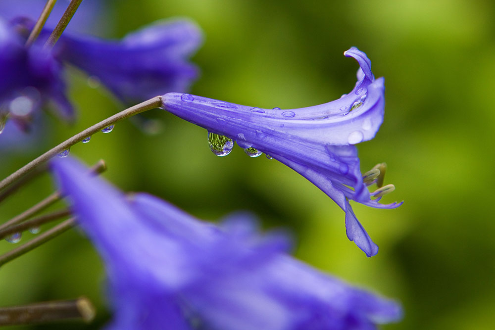 blue flower