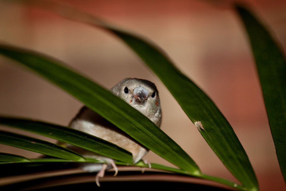 baby Gouldian finch peering through a leaf