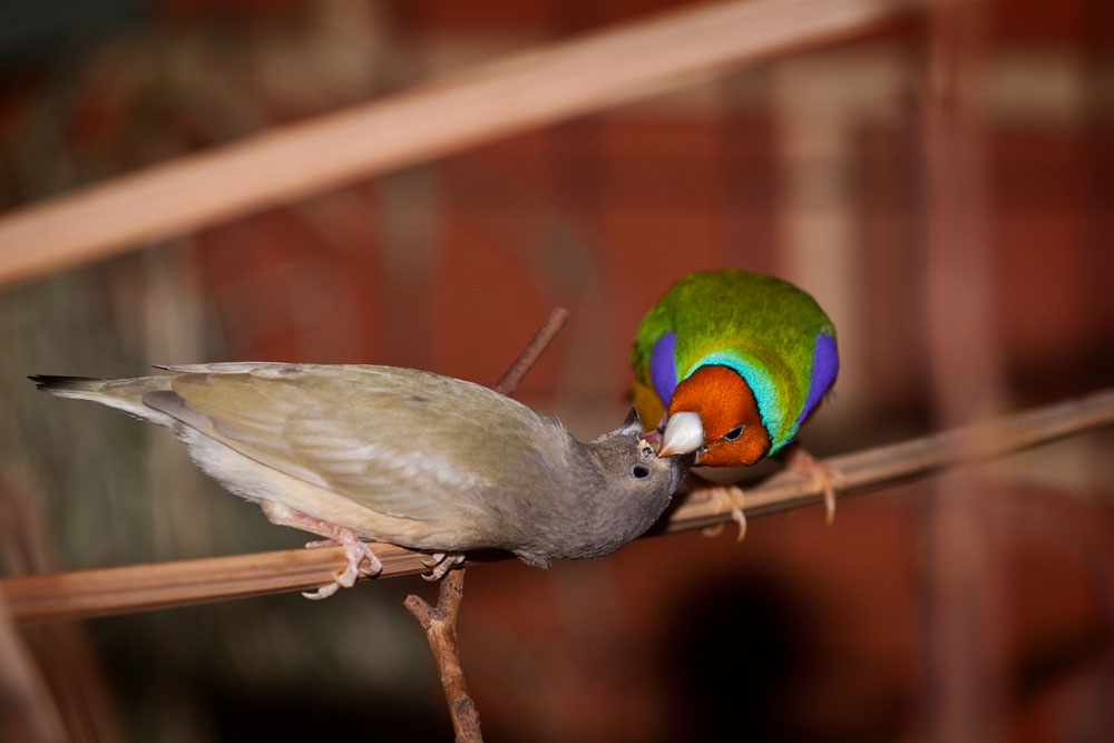 male Gouldian finch feeding a young finch