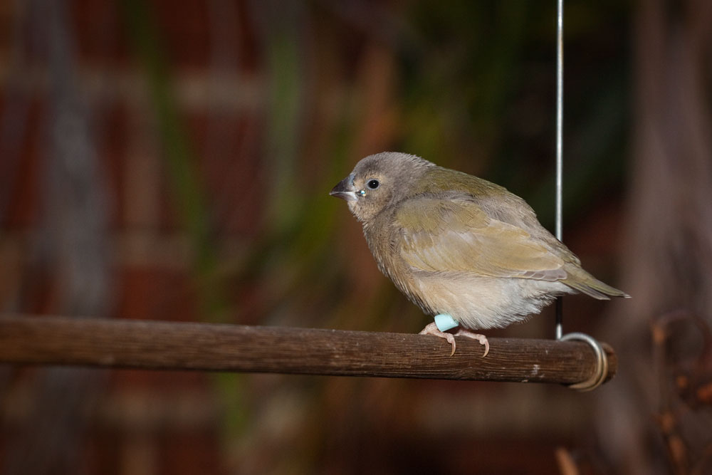baby Gouldian finch