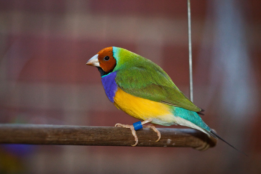 adult male Gouldian finch