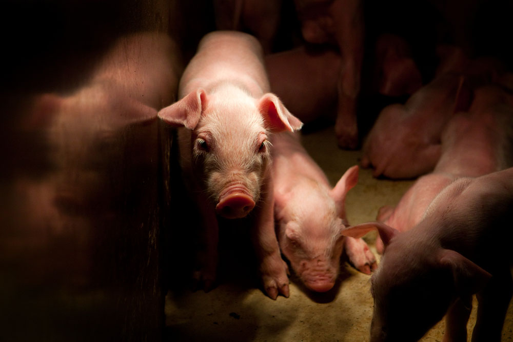 curious piglet