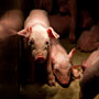 curious piglet