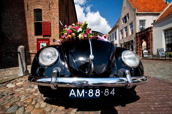 Wedding Beetle
