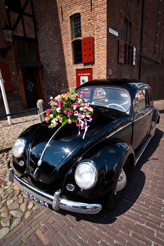 Wedding Beetle
