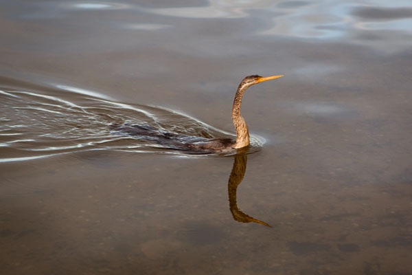 darter