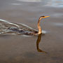 darter