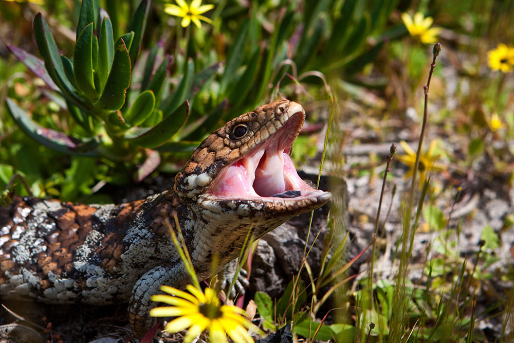 bobtail amongst the flowers