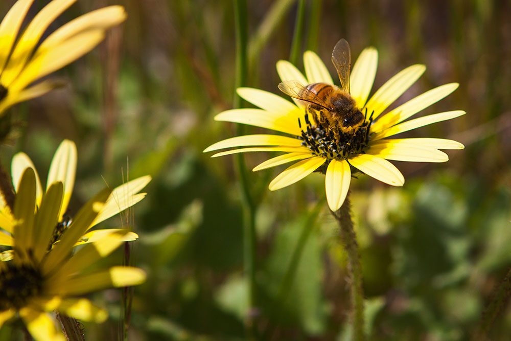 bee on a daffodil