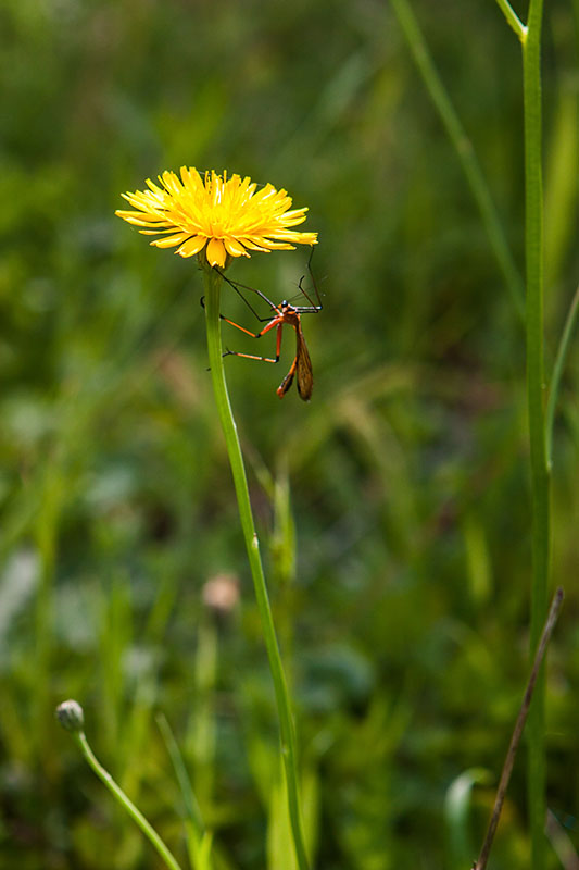insect on taraxacum