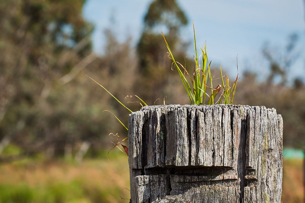 grass growing on a fence post