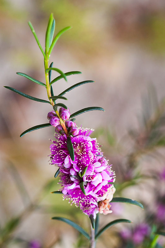 geraldton wax