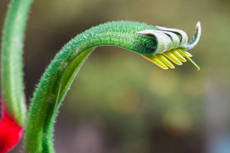 kangaroo paw detail