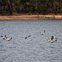  (Fly fishing at Harvey Dam)