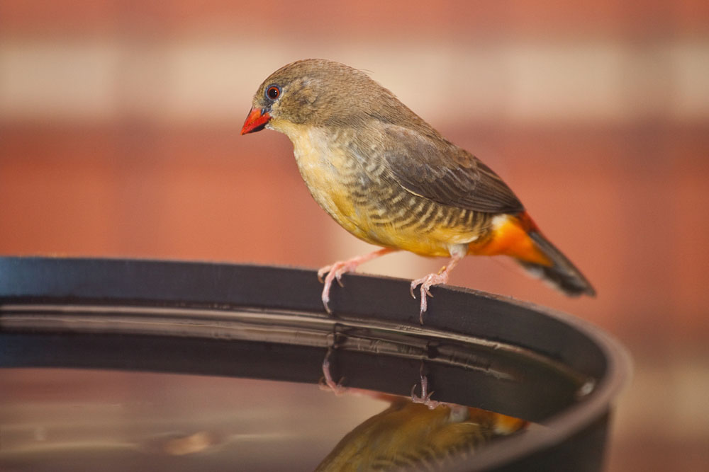female yellow-breasted waxbill finch