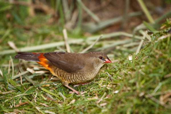 female yellow-breasted waxbill finch