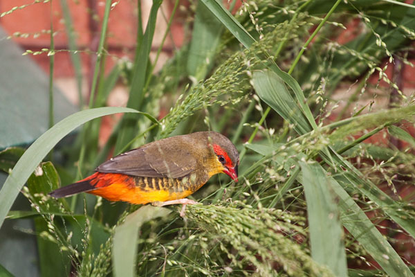 male yellow-breasted waxbill finch
