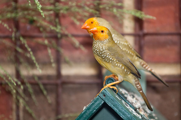pair of yellow-head star finches
