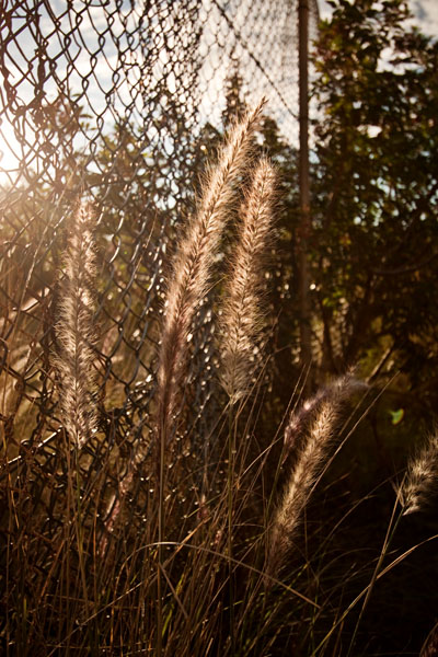 sunlit