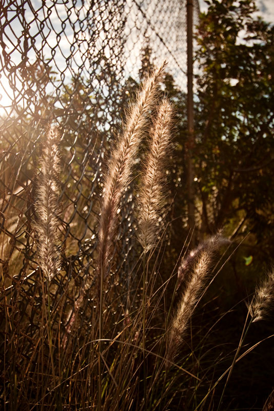 sunlit
