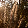 sunlit
