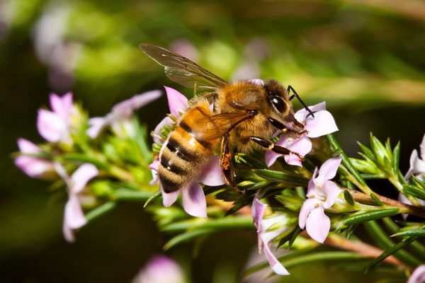 busy bee