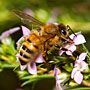 busy bee