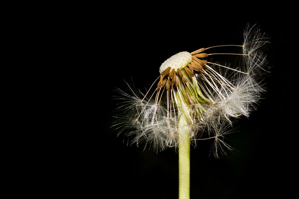 windblown