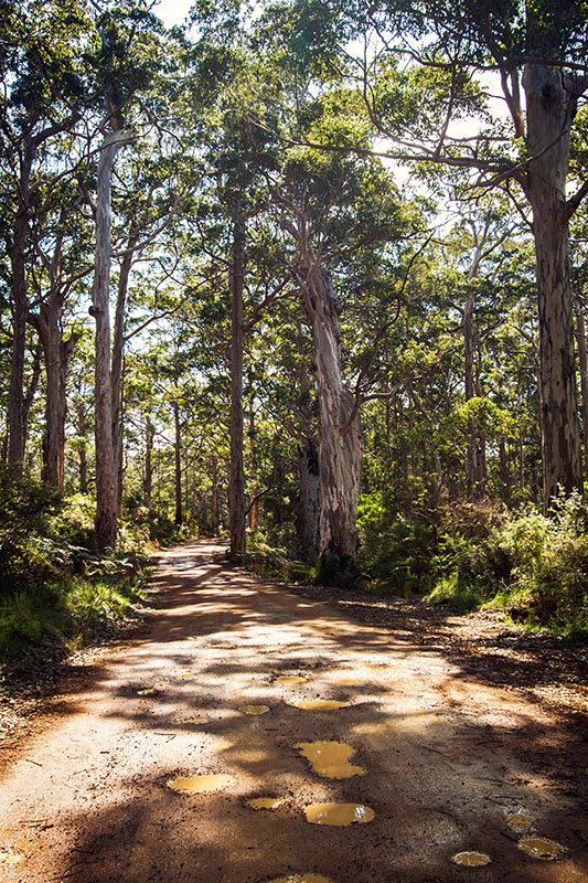 bush track