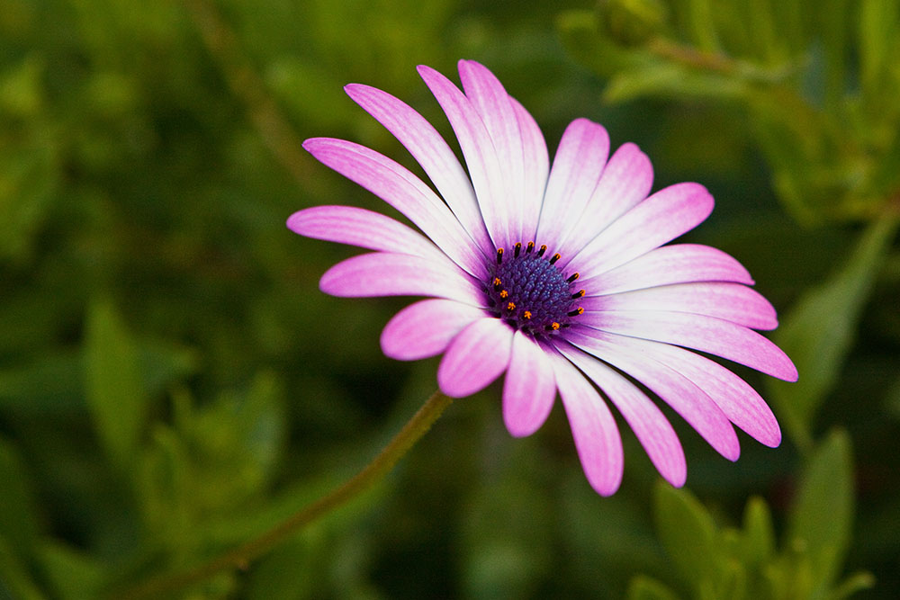 purple daisy