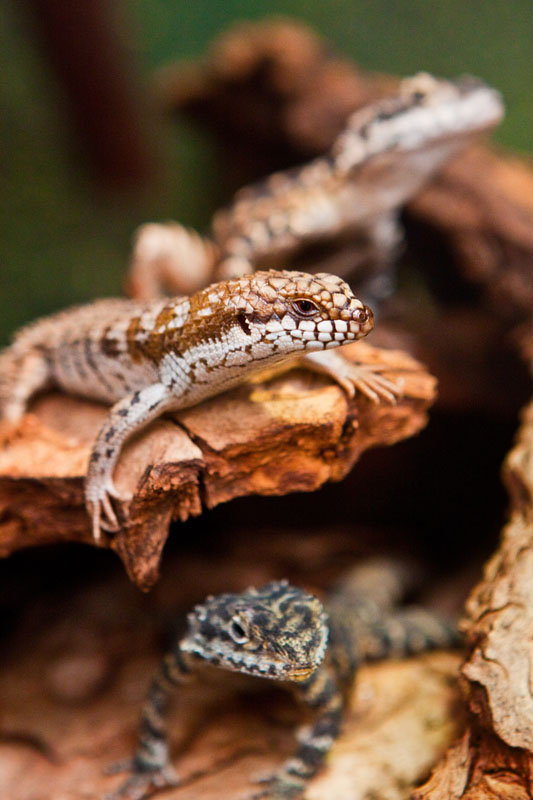 Three Lizards