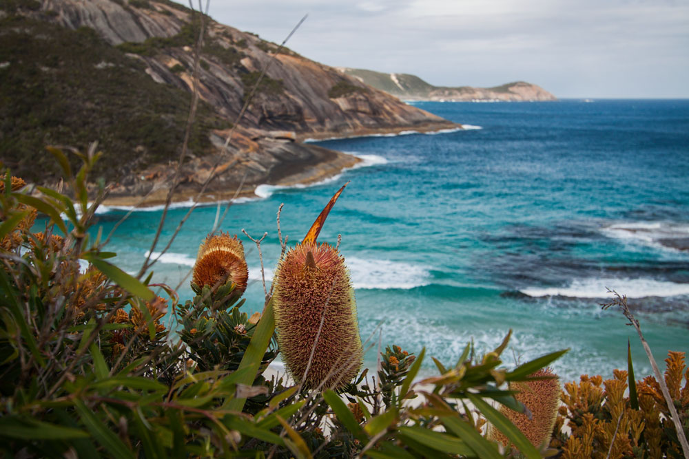 banksia