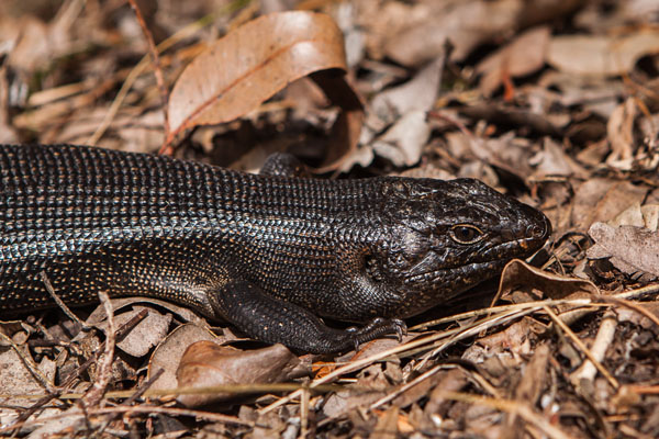 King's Skink