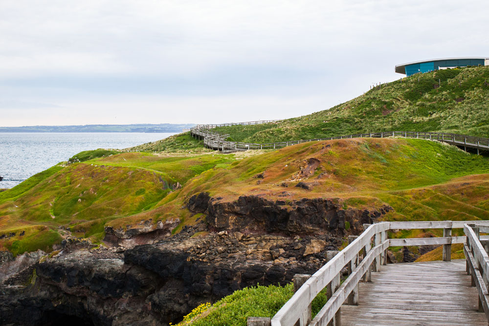 boardwalk leading to the Nobbies Centre