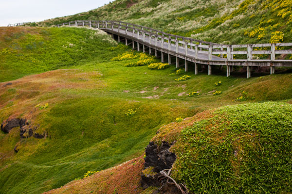 boardwalk through the greenery