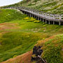 boardwalk through the greenery