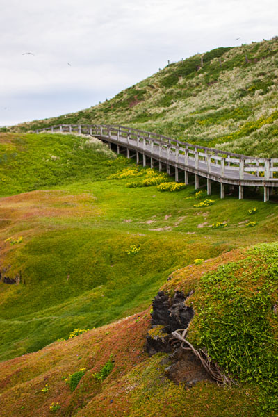 boardwalk through the greenery