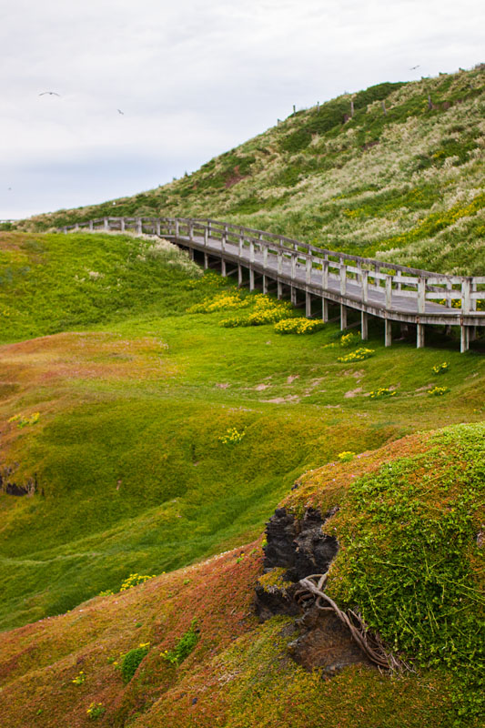 boardwalk through the greenery