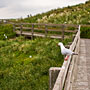 lots of birds