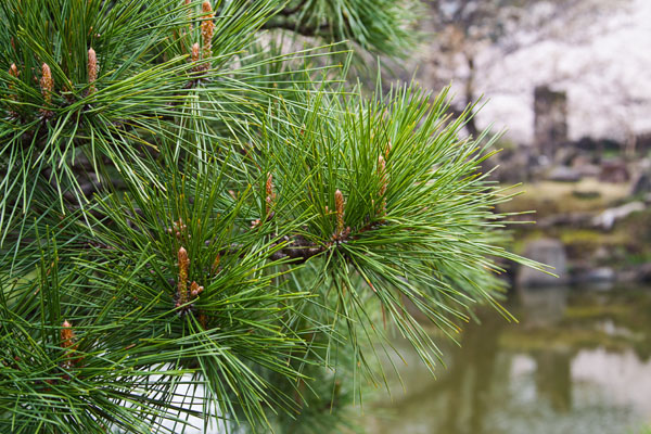 pine needles
