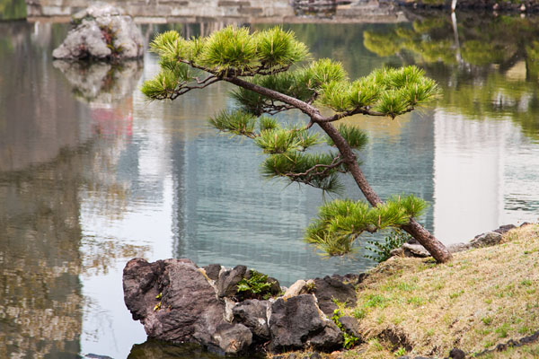 pine tree