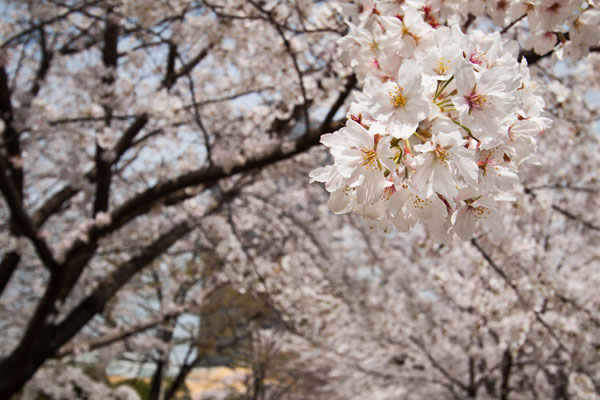 cherry blossoms