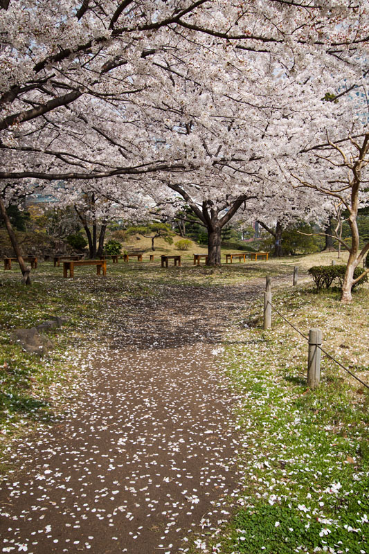 fallen petals